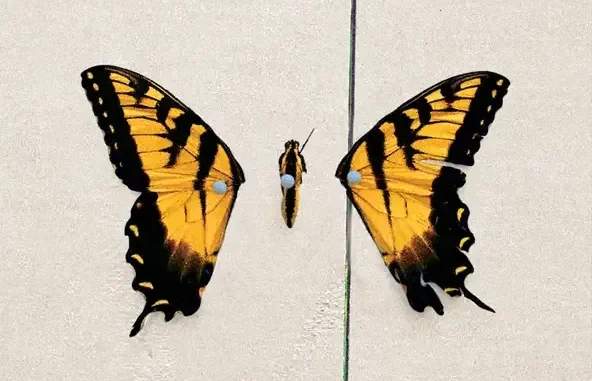 Brand New Eyes