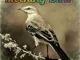 Luxury SA – Mocking Bird